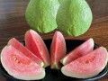 哪里的芭乐好吃（七里香番石榴口感好吗）