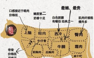 纯瘦的牛肉是哪个部位,牛肉哪里比较瘦肉