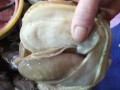 鳑鲏怎么区分公母,河蚌哪里可以吃图解