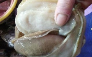 鳑鲏怎么区分公母,河蚌哪里可以吃图解