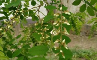 槐米花在什么季节采收,槐花饼哪里产的最好