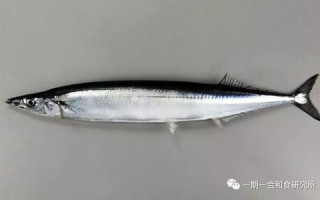 哪里盛产秋刀鱼（秋刀鱼是四川哪里的）