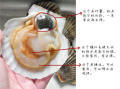 扇贝怎么吃，扇贝哪些部位不能吃,扇贝哪里不能吃图解扇贝能一起吃吗