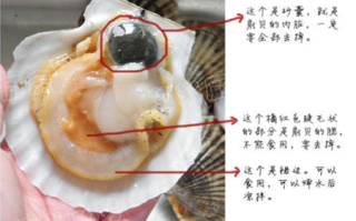 扇贝怎么吃，扇贝哪些部位不能吃,扇贝哪里不能吃图解扇贝能一起吃吗
