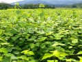 哪里卖豆腐树（哪里卖豆腐树苗便宜）