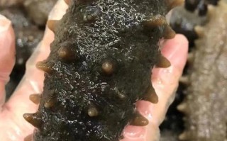 海参哪里的好（中国最好的野生海参）