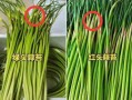 蒜苔哪里不能吃（蒜苔哪里不可以吃）