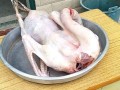 鹅肉吃哪里（什么动物吃鹅内脏）