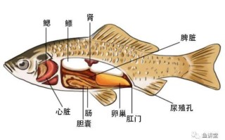 鱼的鳔在哪里（鱼鳔在哪里图片）