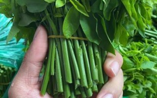 树菜是哪里的（树菜是哪里的特产）