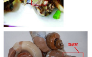 海螺脑子在哪里（海螺脑子在哪里生长）