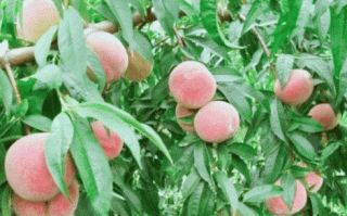 桃在哪里有（桃在哪里生长）