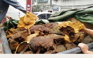 中国最好的灵芝产地是哪里,云南灵芝哪里最好