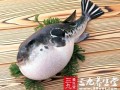 河豚哪里吃（河豚哪里可以吃哪里不能吃）