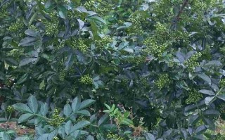 青花椒哪里产地最好,青花椒哪里的好?