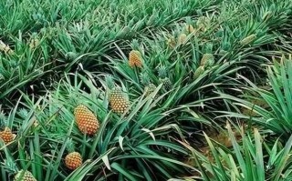 菠萝什么时候生产的,菠萝是生产的哪里的水果