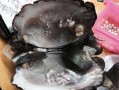 贝壳哪里可以养殖（贝壳哪里可以养殖呢）
