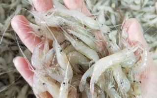 巢湖哪里有买白米虾（巢湖白米虾多少钱一斤）