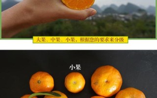 沙糖桔是哪里的特产,砂糖桔哪里吃好吃