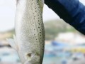 淡水鲈鱼分布哪些地方,海鲈鱼在哪里生长