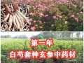 哪里的白芍最好（白芍产地排名）