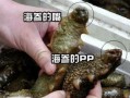 海参的嘴巴是怎样的,海参的嘴巴在哪