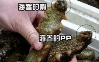 海参的嘴巴是怎样的,海参的嘴巴在哪