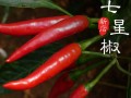 小米辣哪个产地最正宗,小米椒是哪里的特产