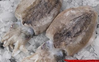 大墨鱼哪里买（鱿鱼墨鱼八爪鱼哪种贵）