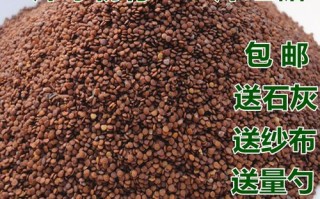 哪里产野生冰粉籽（四川可以种植冰粉籽吗）