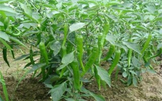 青椒长在哪里（长的青椒叫什么）