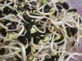 泡黑豆芽做法,黑豆芽哪里买的到