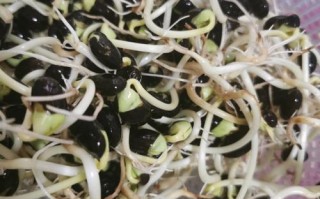 泡黑豆芽做法,黑豆芽哪里买的到