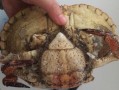 面包蟹哪里不能吃（面包蟹哪里不能吃图解）