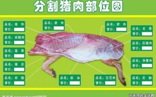 猪哪里最好吃（猪的哪个部位好吃排名）