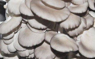 白凤尾菇是什么样的啊,白凤尾菇哪里买的到