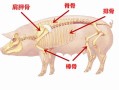 猪哪里最有营养（猪哪里的骨头营养最高）