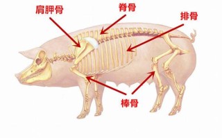 猪哪里最有营养（猪哪里的骨头营养最高）