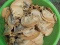 贝壳肉吃哪里（鱼塘的贝壳肉那些吃什么部分）