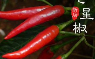 小米椒哪里产的最好（小米椒哪里产的最好吃）