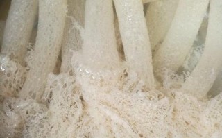 竹荪的蒂是哪里（如何去掉竹荪的肥皂味）