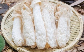 竹荪是哪里（竹荪是哪里的特产）