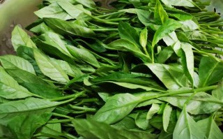 富贵菜的食用方法,富贵菜哪里有卖的