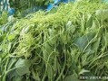 龙须菜长哪里（龙须菜生长环境）