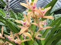 紫兰花哪里买（紫兰花哪里买的到）