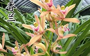 紫兰花哪里买（紫兰花哪里买的到）