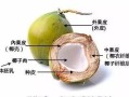 椰子籽在哪里（椰子籽在哪里能买到）