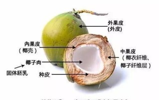 椰子籽在哪里（椰子籽在哪里能买到）