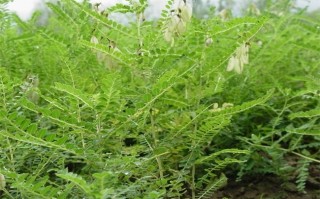 黄芪哪里产地才正宗,黄芪是哪里的好?