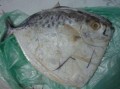 鱼哪里不能吃（什么魚不能吃）